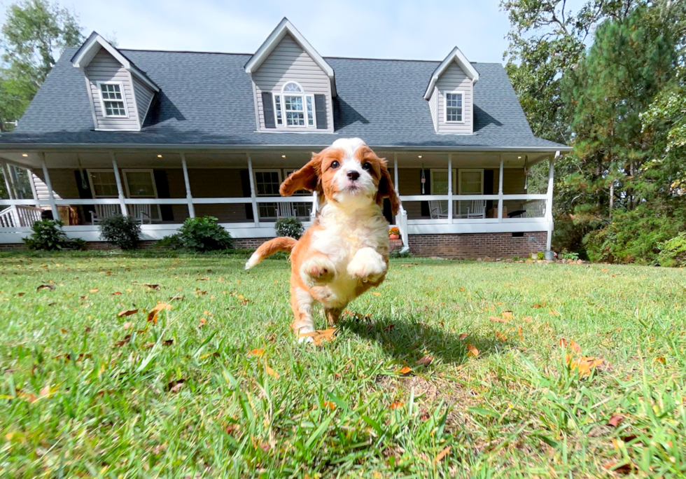 Cavapoo Pup Being Cute