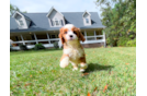 Best Cavapoo Baby