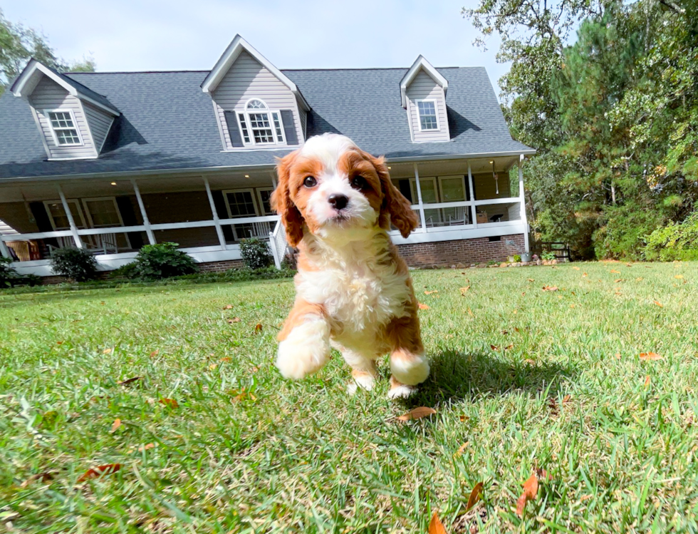 Best Cavapoo Baby
