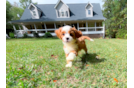 Cute Cavapoo Baby