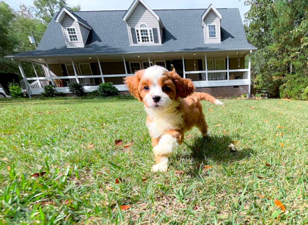 Cute Cavapoo Baby