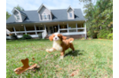 Best Cavapoo Baby