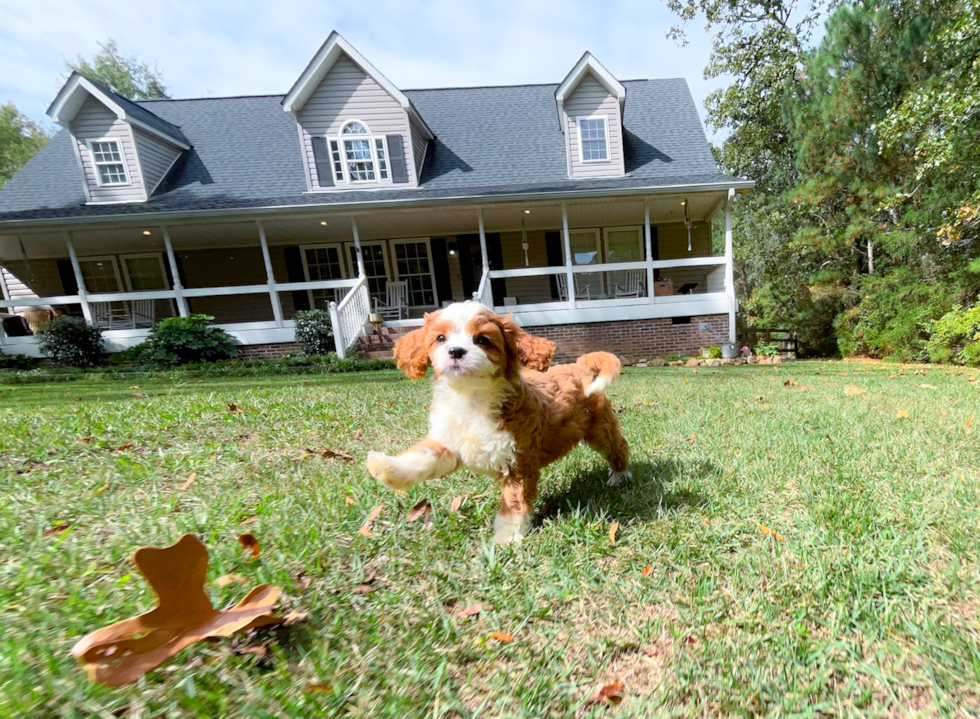 Best Cavapoo Baby