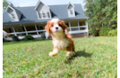 Cute Cavapoo Poodle Mix Pup