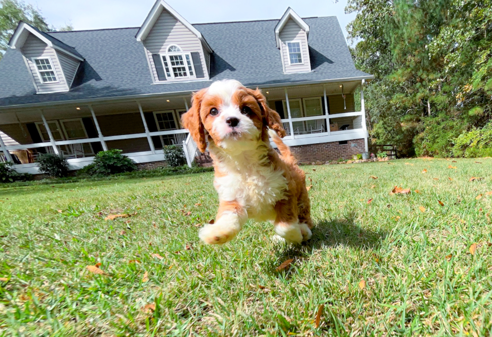 Cute Cavapoo Poodle Mix Pup