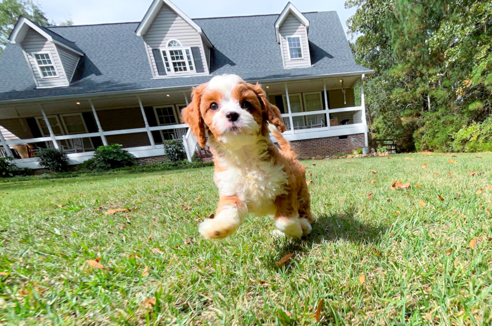 8 week old Cavapoo Puppy For Sale - Simply Southern Pups
