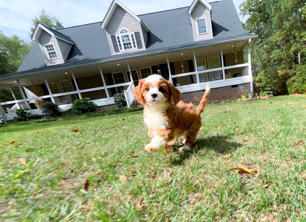 Best Cavapoo Baby