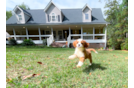 Cute Cavapoo Poodle Mix Pup