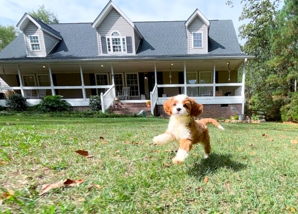 Cute Cavapoo Poodle Mix Pup