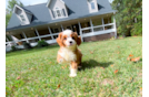 Cavapoo Puppy for Adoption