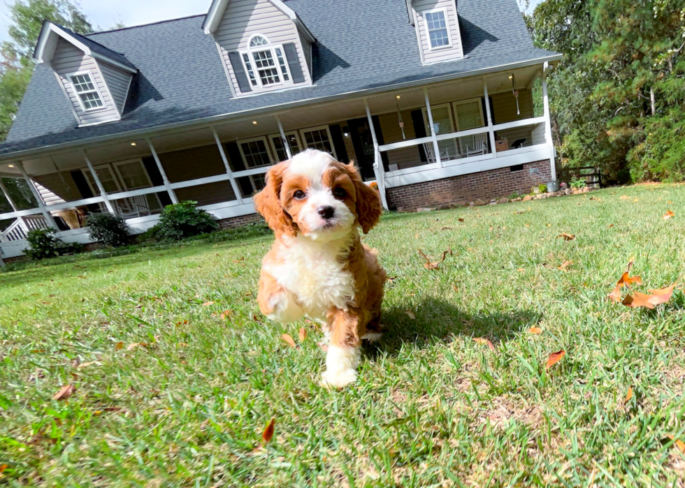 Cavapoo Puppy for Adoption
