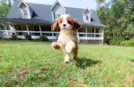 Cute Cavapoo Poodle Mix Pup