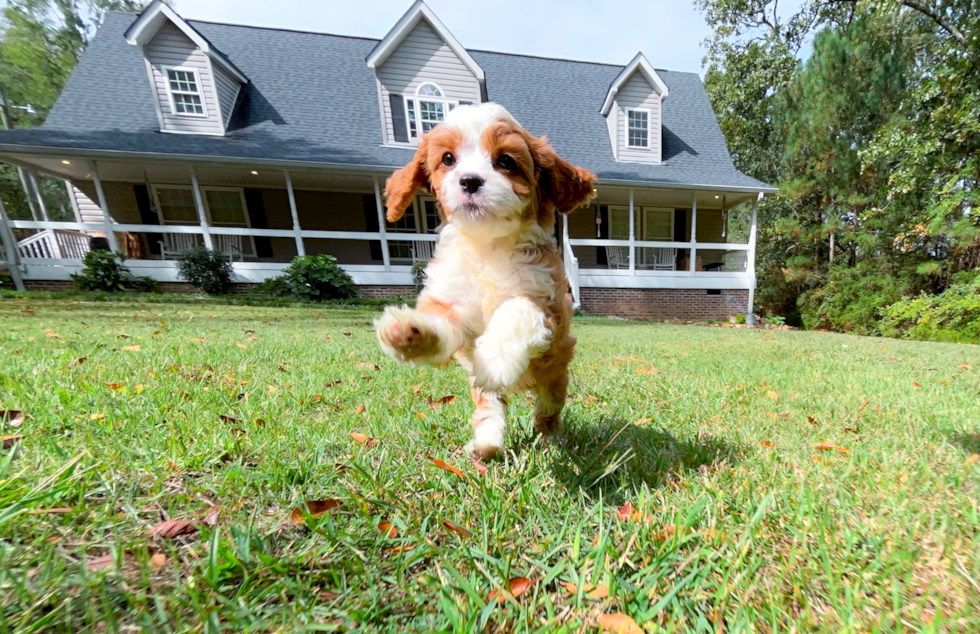 Cute Cavapoo Poodle Mix Pup