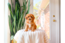 Cute Cavapoo Baby