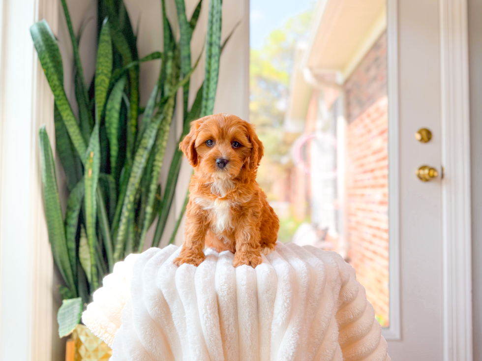 Cute Cavapoo Baby
