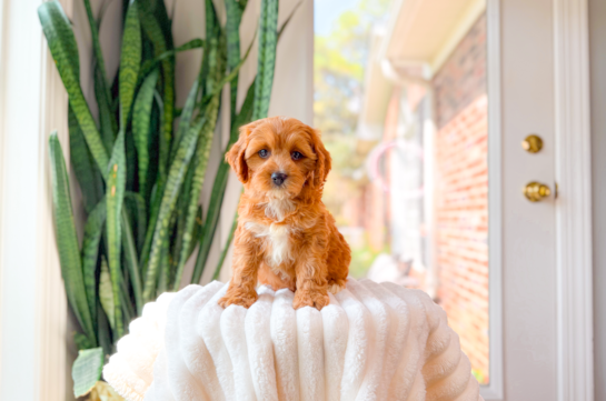 Cute Cavapoo Baby