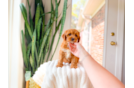 Cavapoo Pup Being Cute