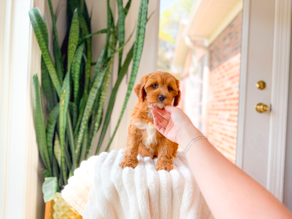 Cavapoo Pup Being Cute