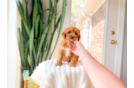 Cute Cavapoo Baby