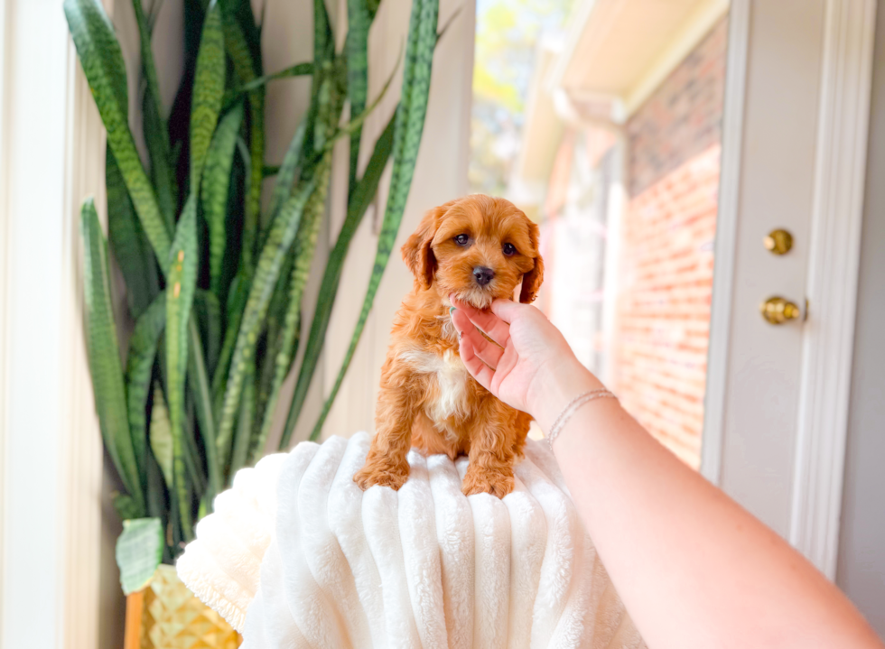 Cute Cavapoo Baby