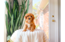 Cavapoo Puppy for Adoption