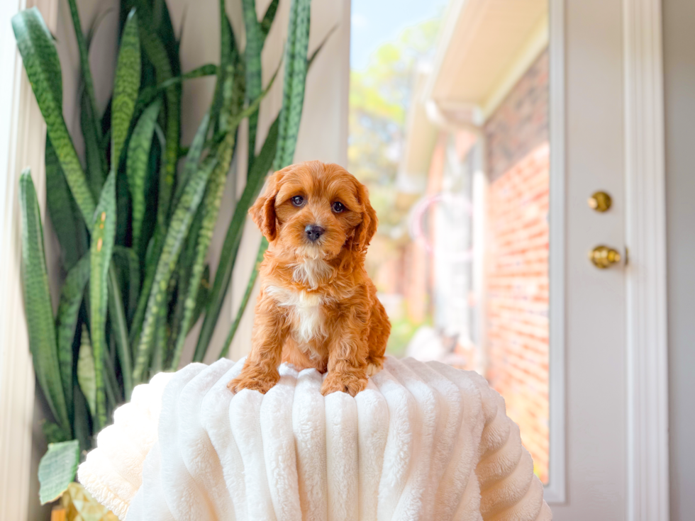 Cavapoo Puppy for Adoption