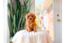 Cute Cavapoo Baby