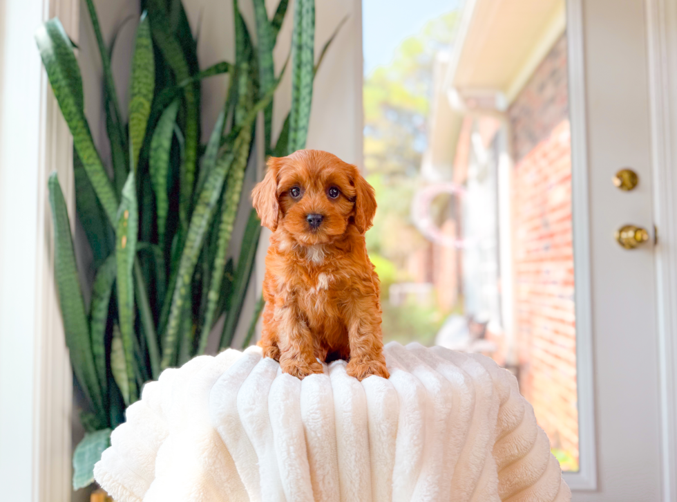 Cute Cavapoo Baby