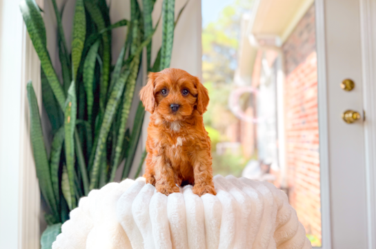 Cute Cavapoo Baby