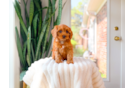Cute Cavapoo Poodle Mix Pup