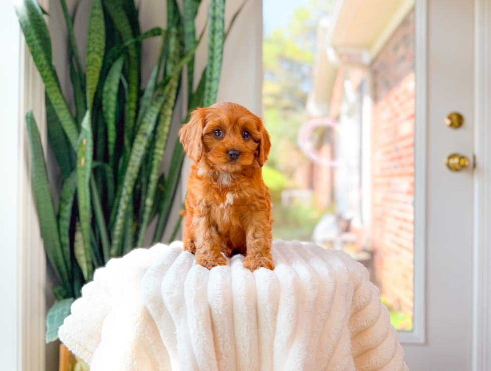 Cute Cavapoo Poodle Mix Pup