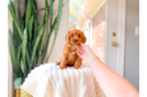 Cavapoo Puppy for Adoption