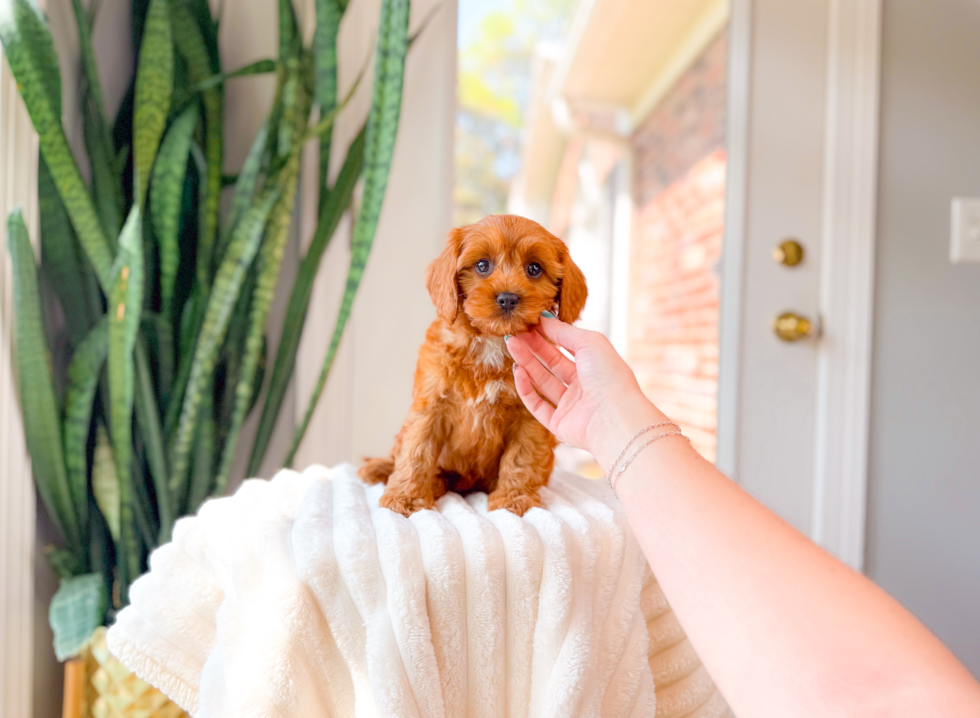 Cavapoo Puppy for Adoption