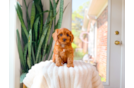 Cute Cavapoo Baby