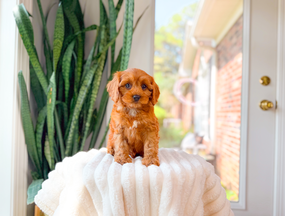 Cute Cavapoo Baby