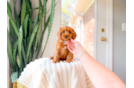 Cute Cavapoo Poodle Mix Pup