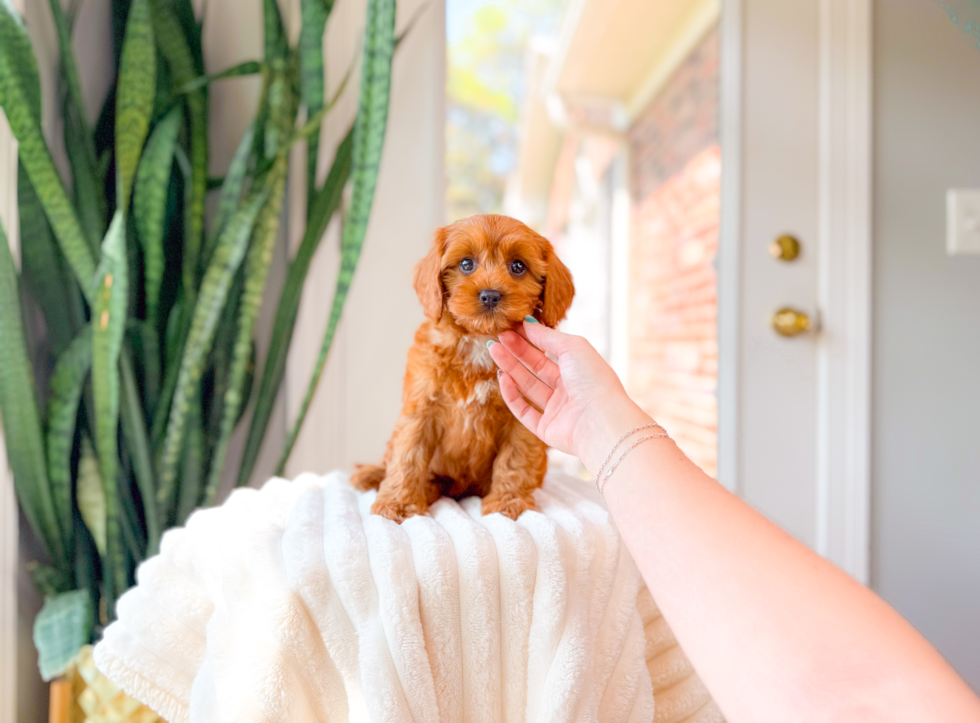 Cute Cavapoo Poodle Mix Pup