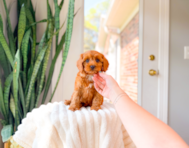 11 week old Cavapoo Puppy For Sale - Simply Southern Pups