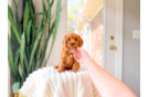 Cute Cavipoo Poodle Mix Puppy
