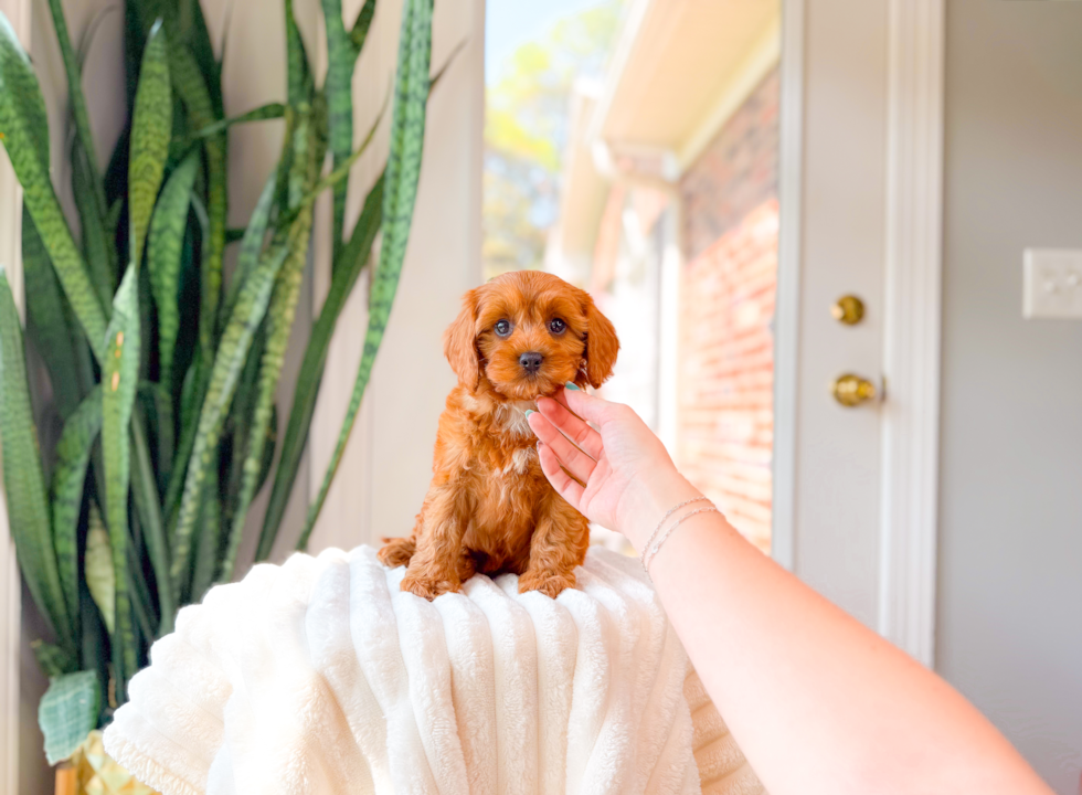Cute Cavipoo Poodle Mix Puppy