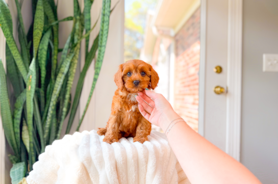 Cute Cavipoo Poodle Mix Puppy
