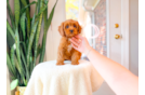 Cute Cavoodle Poodle Mix Puppy
