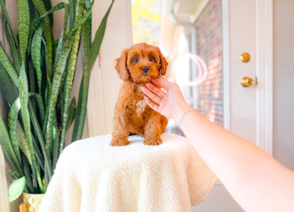 Cute Cavoodle Poodle Mix Puppy