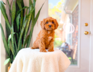 11 week old Cavapoo Puppy For Sale - Simply Southern Pups