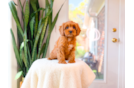 Cavapoo Pup Being Cute