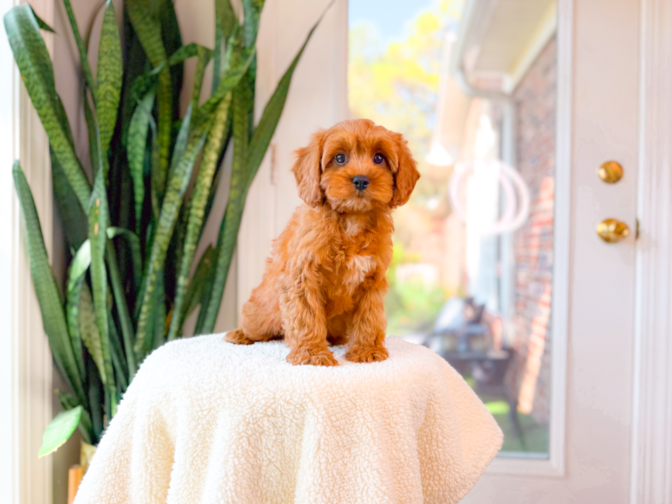 Cavapoo Pup Being Cute
