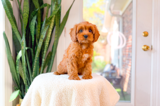 Cavapoo Pup Being Cute