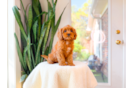 Best Cavapoo Baby
