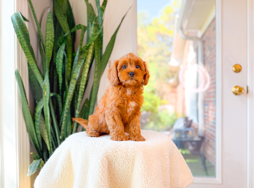 Best Cavapoo Baby