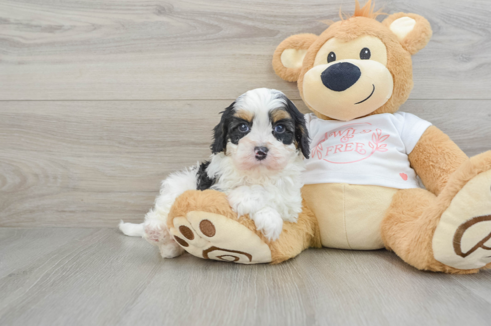 6 week old Cavapoo Puppy For Sale - Simply Southern Pups